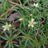 <i>Portulaca tuberosa</i>  Roxb.